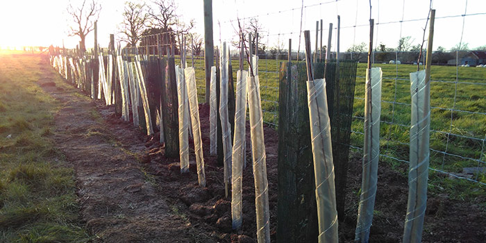 Plantation de haies
